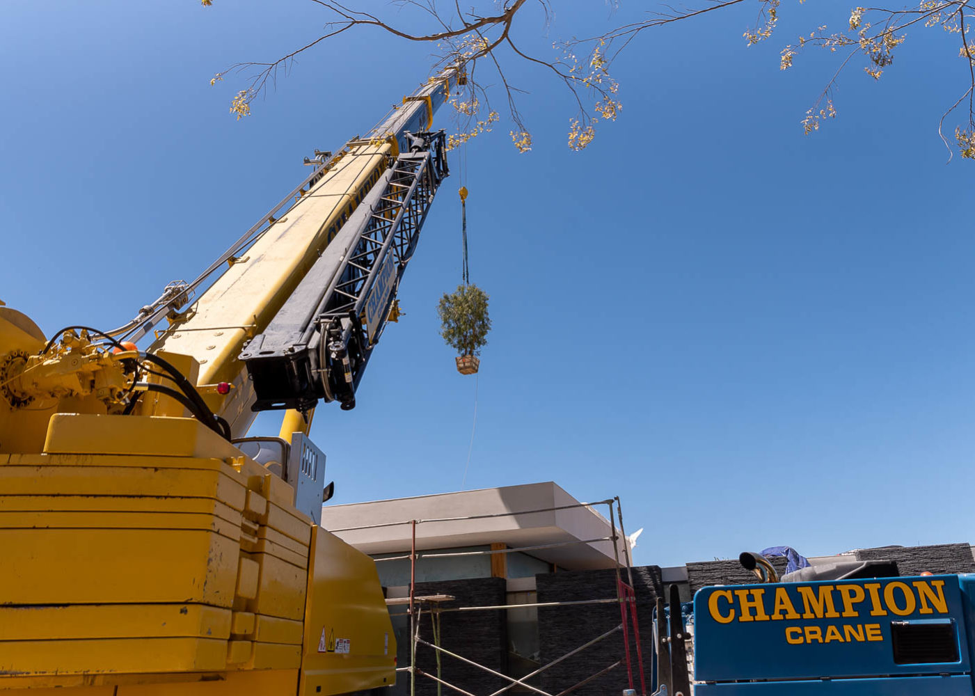 Ariel view of tree transportation
