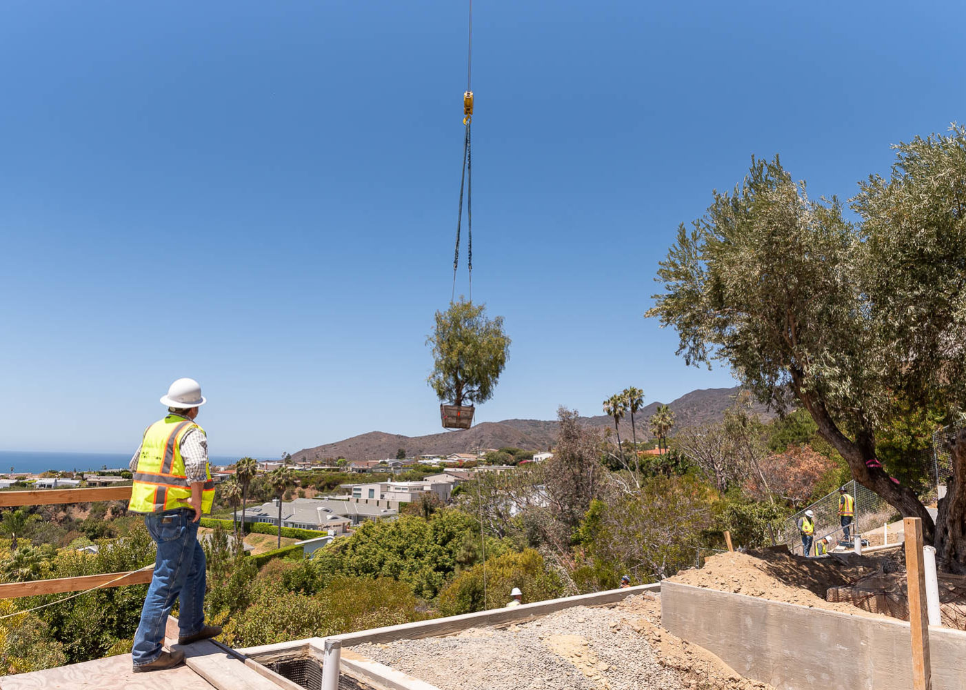 Ariel view of tree transportation