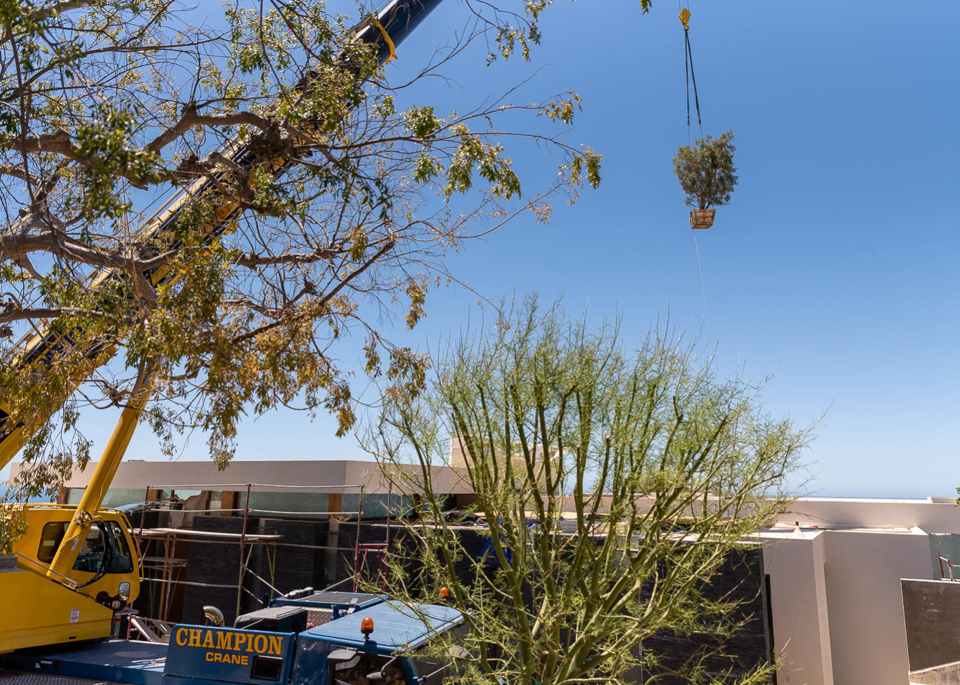 Ariel view of tree transportation