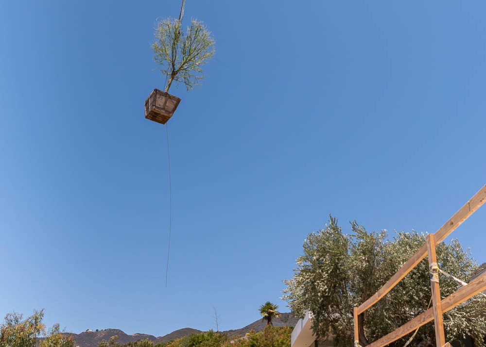 Ariel view of tree transportation