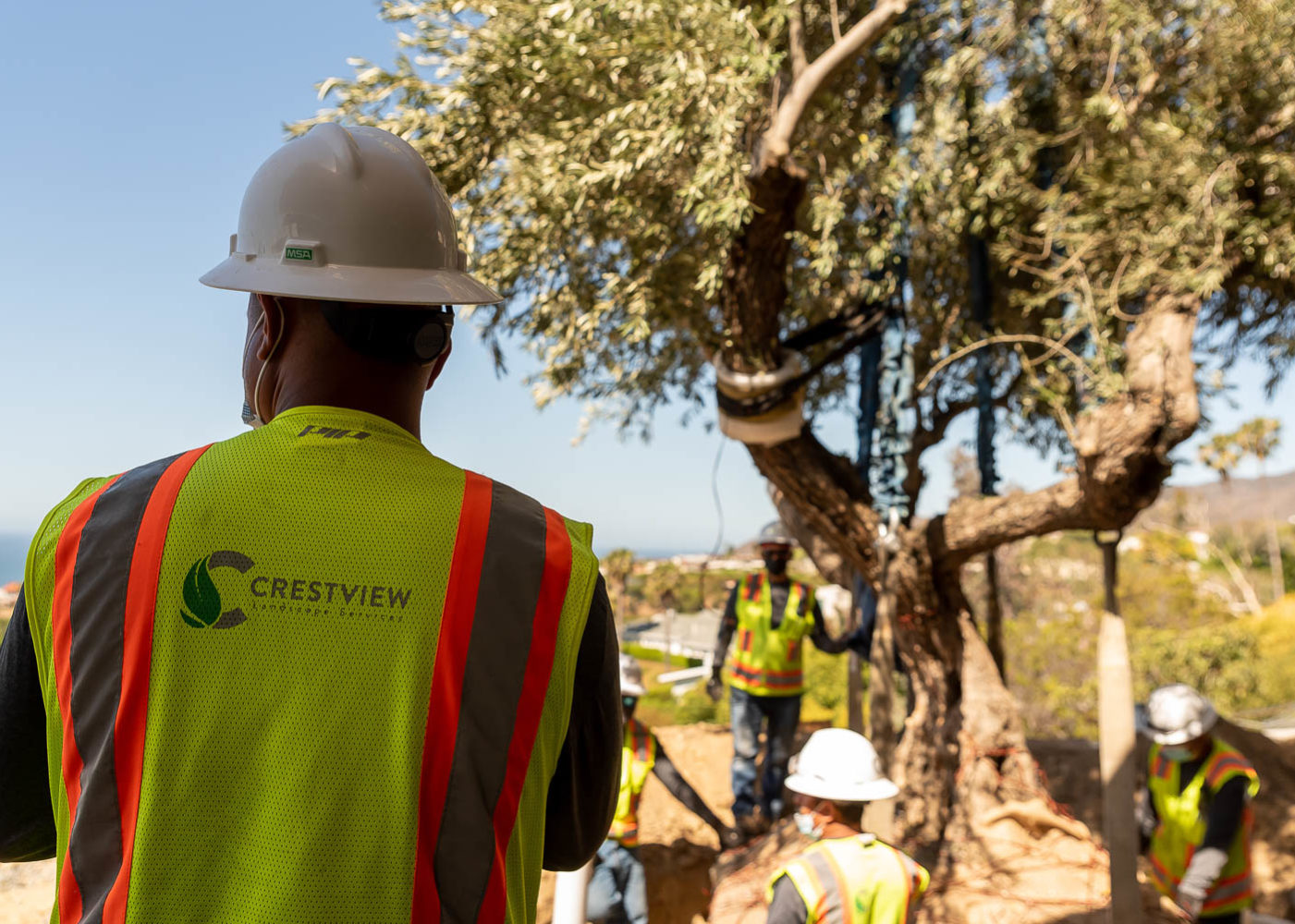 Workers Securing Tree