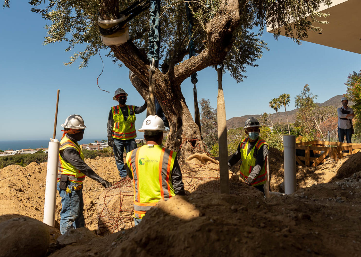 Workers Securing Tree