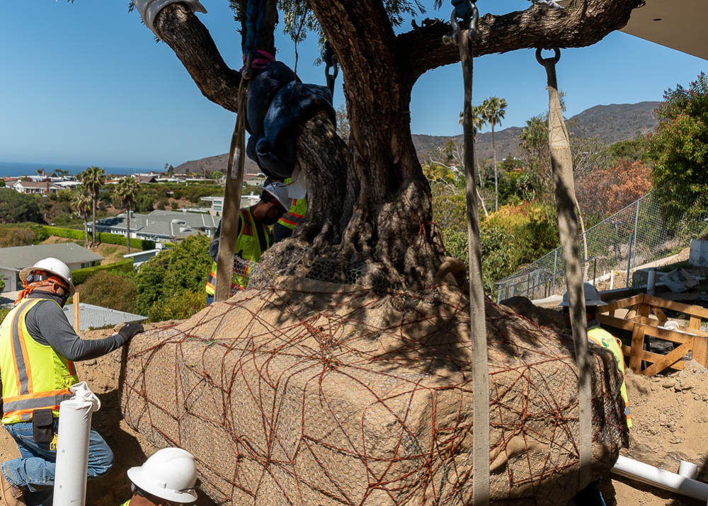 Adjusting Tree into new location