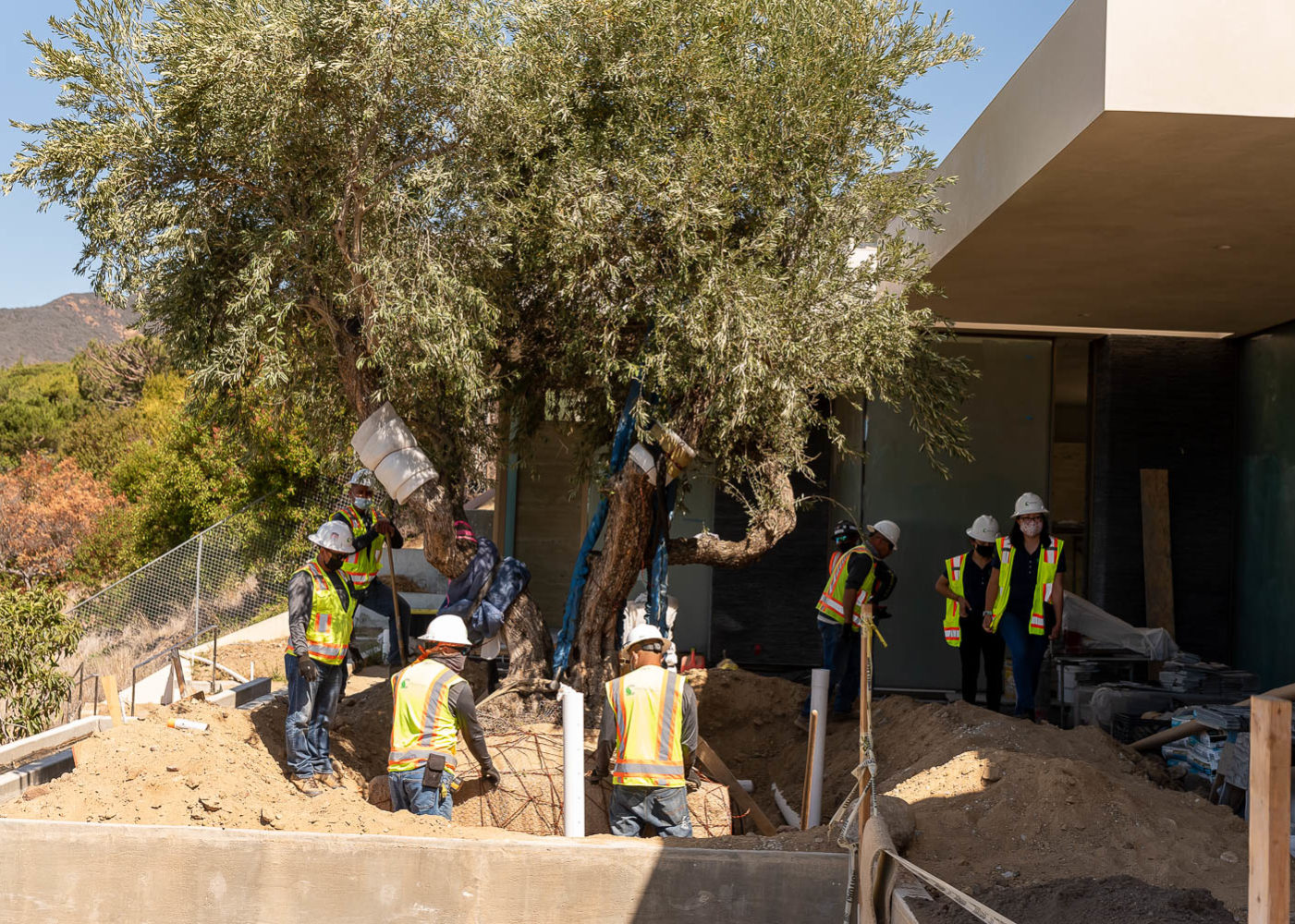 Lowering Tree into new location