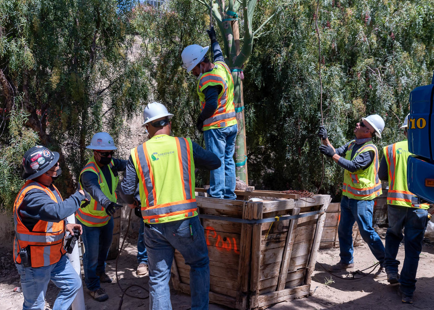 Attaching tree to be lifted