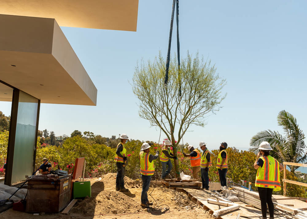 Tree lowering into new location
