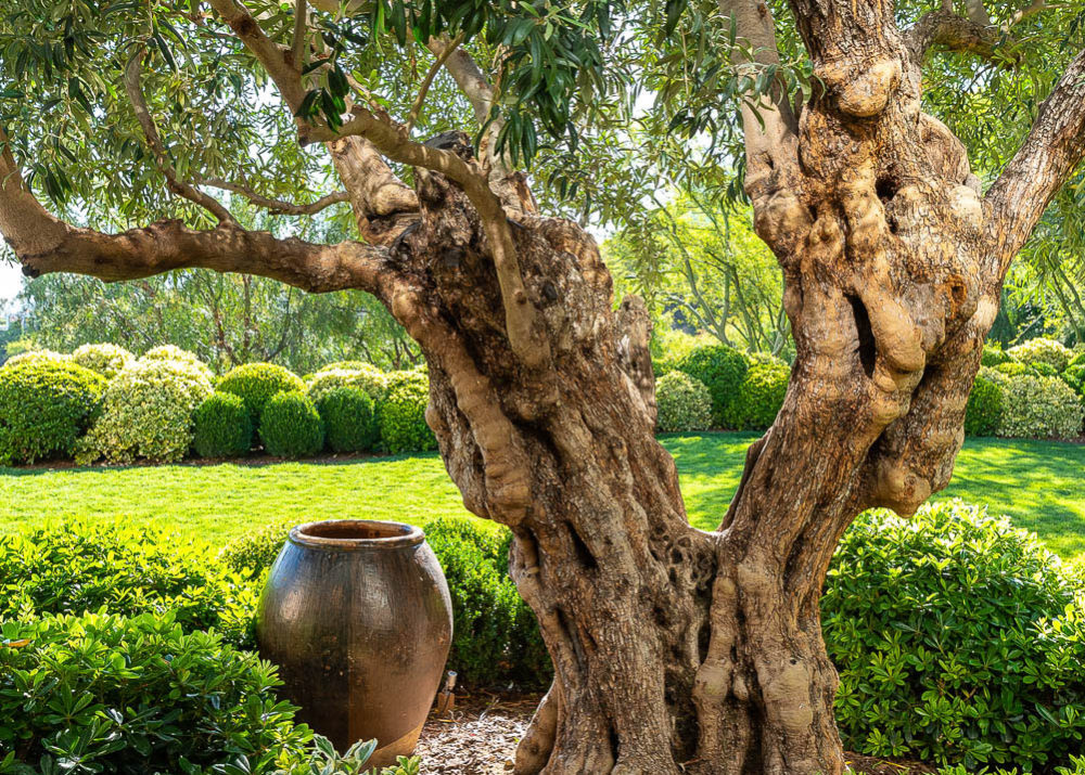West Hollywood tree and pottery