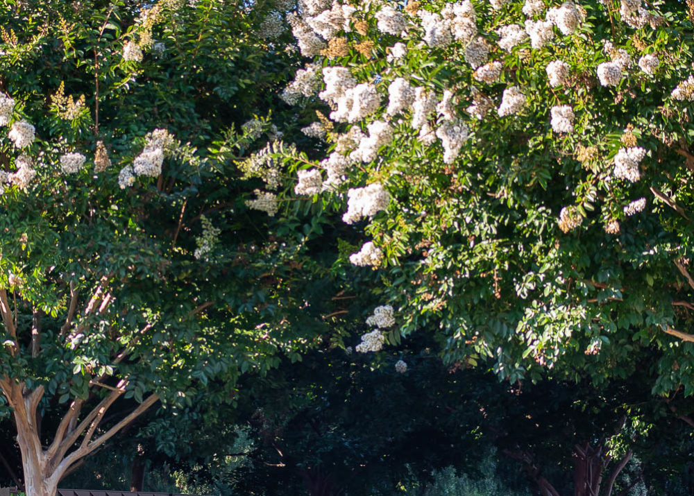 West Hollywood blooming trees and walkway