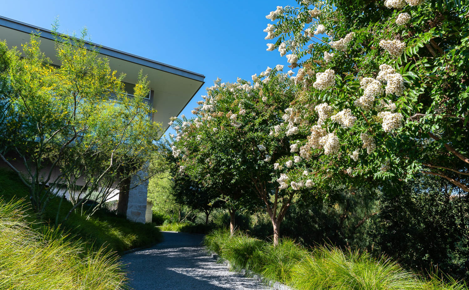 West Hollywood blooming trees and stone pathway