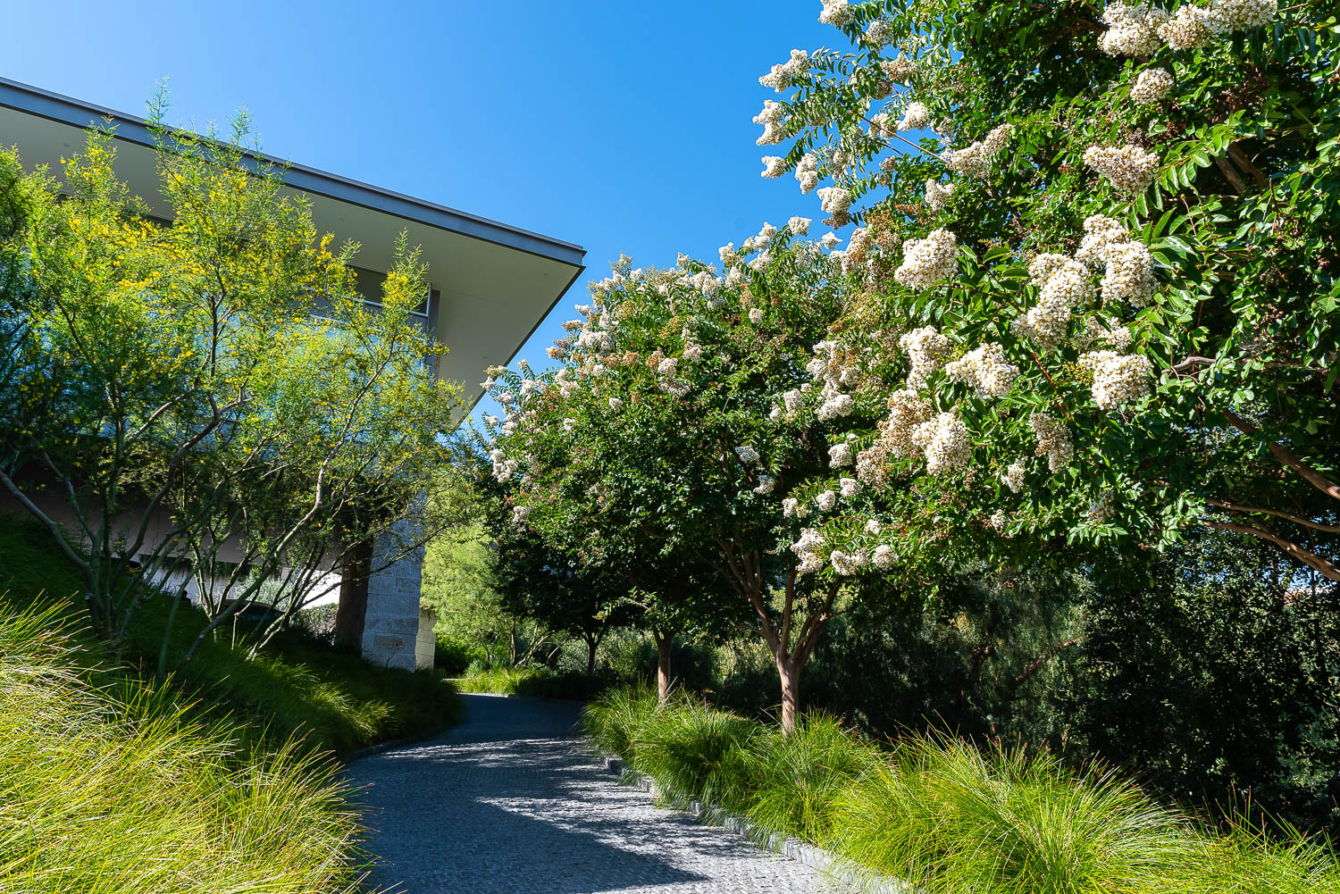 West Hollywood blooming trees and stone pathway