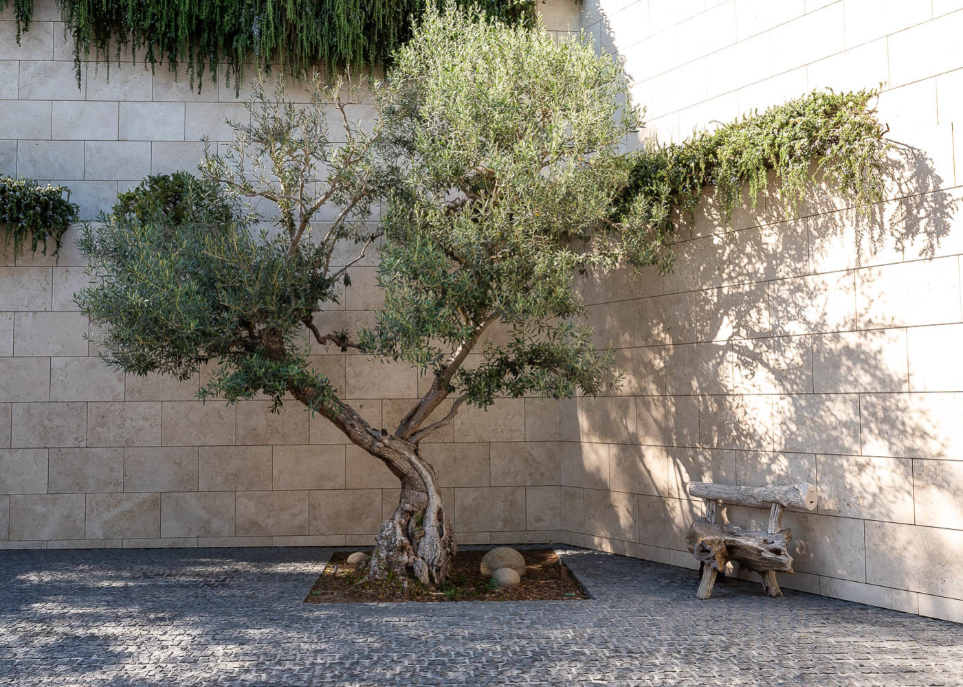 West Hollywood tree and bench